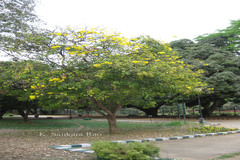 Handroanthus chrysanthus subsp. meridionalis